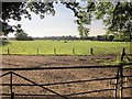 Cattle pasture, The Warren