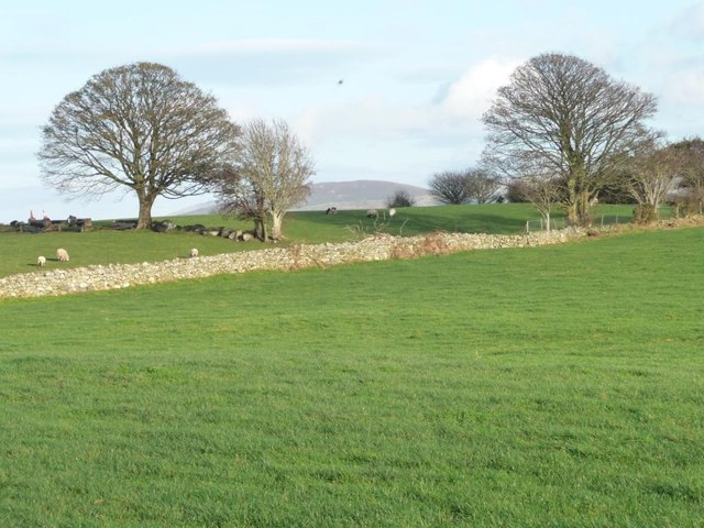 Trees on field boundaries