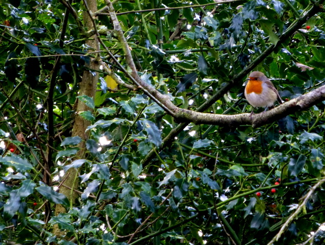 Robin in a holly bush, Lovers Retreat