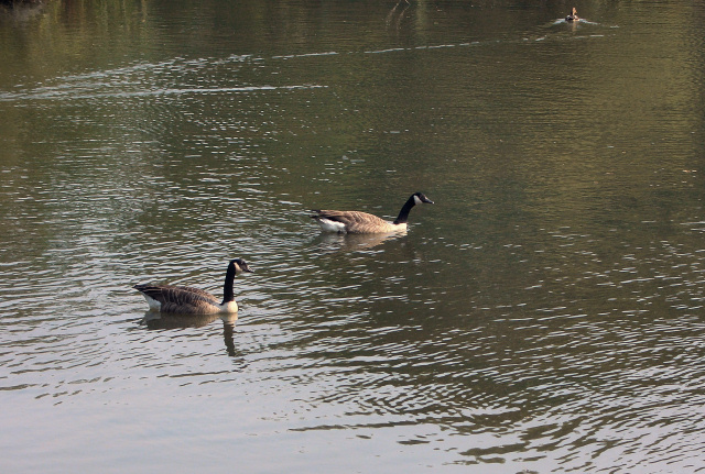 Canada Geese on the Wilderness Lake, Porthcawl