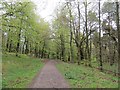 Path, Pitmedden Forest