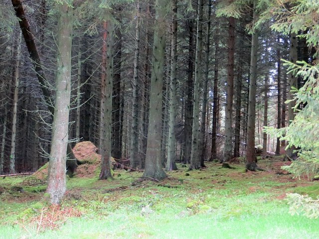 Pitmedden Wood © Richard Webb :: Geograph Britain and Ireland