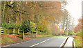 Autumn trees on the Belfast Road, Comber/Dundonald (November 2014)