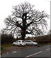 Two cars under a tree, Berry Hill