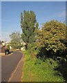 Trees, Crownhill Rise, Torquay