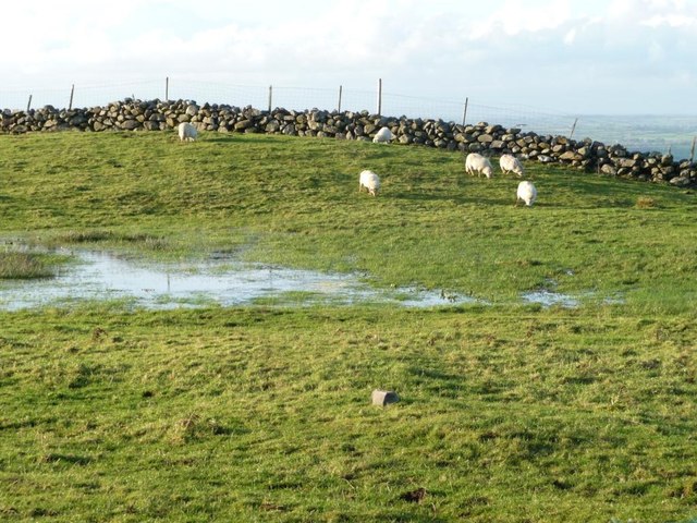 Sheep grazing above waterlogged land