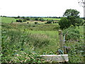 Interdrumlin wetland near the Goward Dolmen