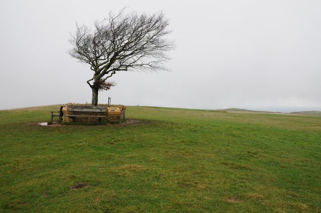 Bare tree on Cleeve Hill