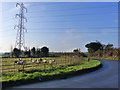 Bend in the road - and a field of sheep, Stidcot, near Tytherington