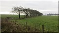 Line of trees, Naron Hill