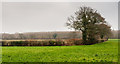 SJ6878 : Yewtree Farm by Peter McDermott