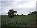 Field north of Woodborough