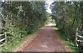 Path through Elvetham Heath Nature Reserve