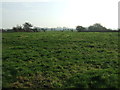 Grazing off Drybread Lane