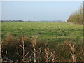 Grazing north of Moss Side Lane