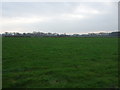 Grazing near Lane Ends Farm