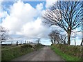 Trees along the road to Bwlch-Derwin