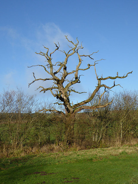 Dead tree beside the road near Troughfoot Farm
