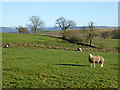 Sheep at Sleetbeck Farm