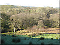 Wooded valley of the Sleet Beck