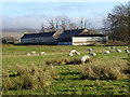 Sheep by the Croft Farm