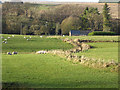 Sheep at Sandcrook Farm