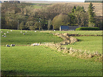 NY5578 : Sheep at Sandcrook Farm by Oliver Dixon