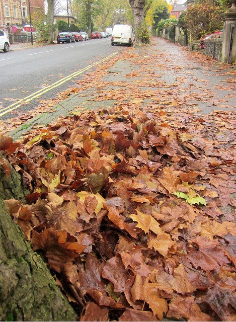Leaves, Redland Road, Bristol