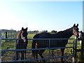 Colt and mother