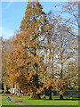 Autumn trees, Forde Park