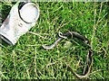 Slow-worm caught in a discarded ring pull, Pagham