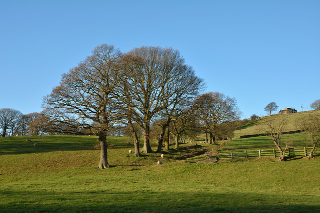 Line of trees in valley of River Browney