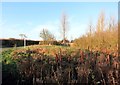 Bulrushes in the Land Brook