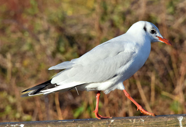 Black-headed gull, Kiltonga, Newtownards - December 2014(2)