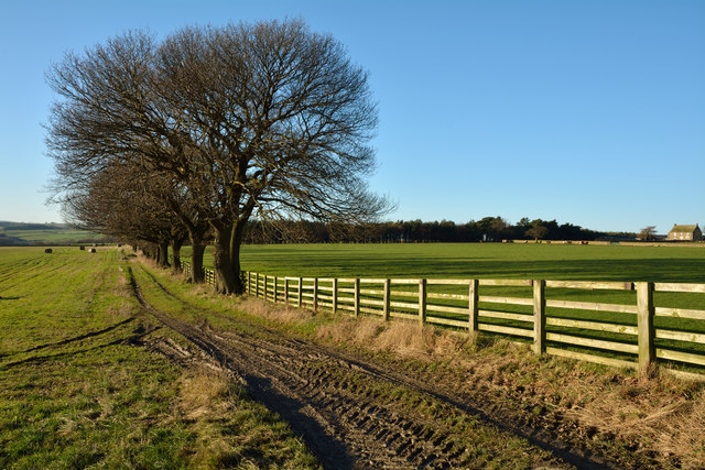 Farm track with fence and trees