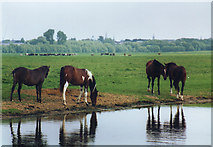 SP4908 : Horses on Port Meadow by Des Blenkinsopp
