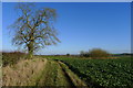 Track along turnip field boundary south of Ashwell