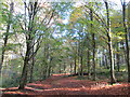 Autumn colours at Weedonhill Wood