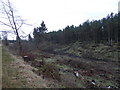 Cleared woodland