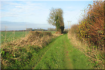 TG1702 : Footpath skirting fields north of East Carleton by Evelyn Simak