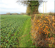 TG1702 : Field boundary hedge and brassica crop field by Evelyn Simak