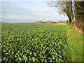 Brassica crop field by East Carleton