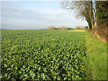 TG1702 : Brassica crop field by East Carleton by Evelyn Simak