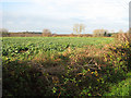 Brassica crop field