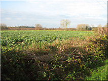 TG1702 : Brassica crop field by Evelyn Simak