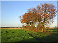 A row of trees and a row of pylons