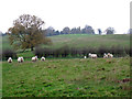 Sheep near Wicksted Hall