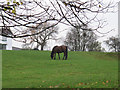 Horse at Wood Farm