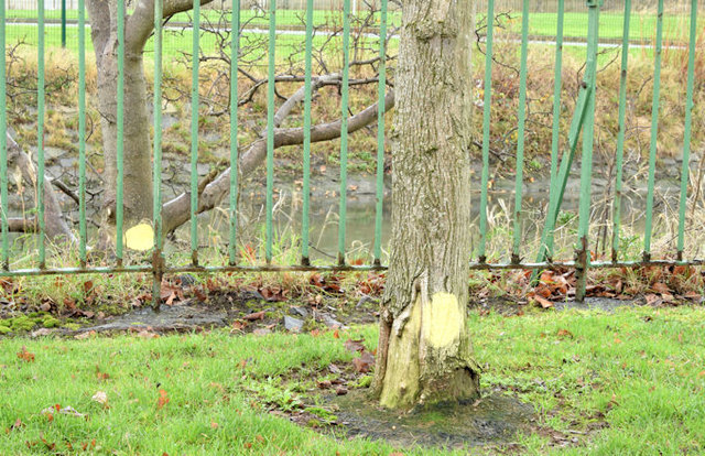 Marked trees beside the Connswater, Belfast (December 2014)