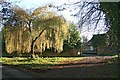 SU6565 : Nightingale Lane: willow on Brewery Common by Hugh Craddock